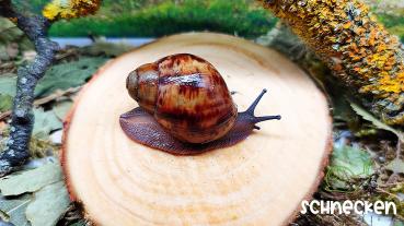 Archachatina marginata ovum