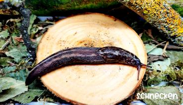 Tigerschnegel ,,Limax maximus"