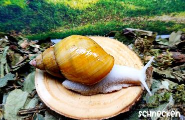 Lissachatina fulica Vollalbino