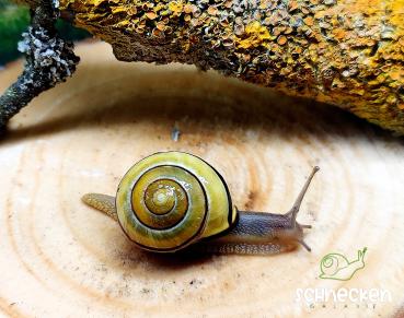Hain - Bänderschnecke gelb gestreift Cepaea nemoralis