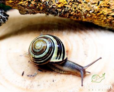 Hain-Bänderschnecke gestreift Cepaea nemoralis