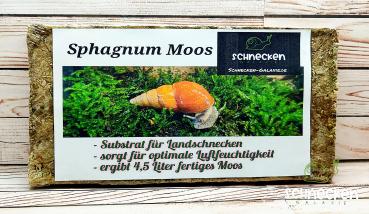 Sphagnum Moos