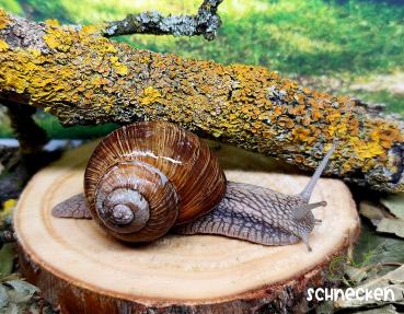 Weinbergschnecke ,,Helix pomatia"