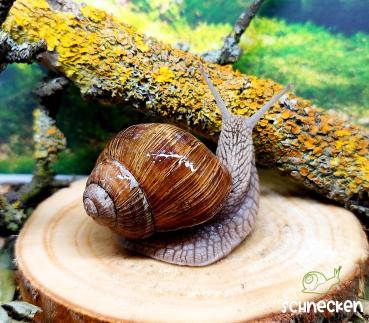 Weinbergschnecke ,,Helix pomatia"