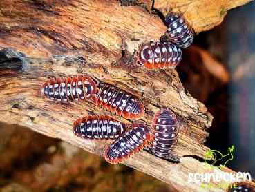 Armadillidium klugii " Dubrovnik ,,