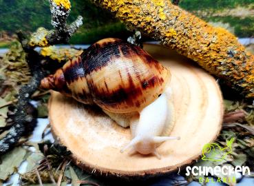Lissachatina  Reticulata ,,Albino"