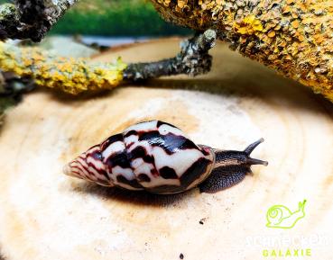 Flammende Hausschnecke "Limicolaria flammea,,