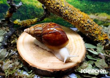 Lissachatina Fulica ,,White Jade"