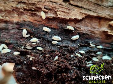 Weiße Asseln  " Trichorhina tomentosa ,,