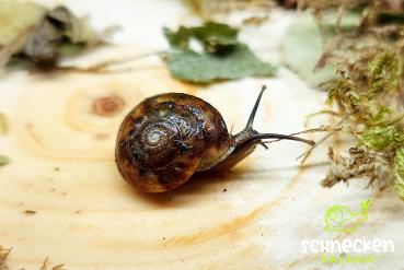 Laubschnecke ,, Hygromiidae"