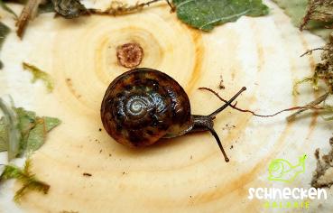 Laubschnecke ,, Hygromiidae"