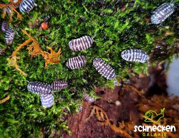  Armadillidium maculatum Zebra Rollasseln