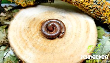 Tausendfüßer Spirostreptus spec.1 Tansania
