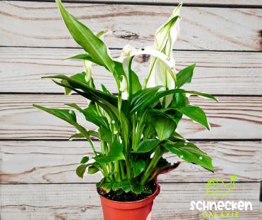 Einblatt Spathiphyllum
