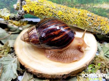 Lissachatina Immaculata