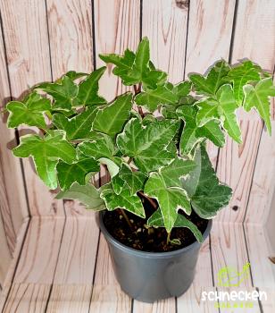 Efeu Hedera helix
