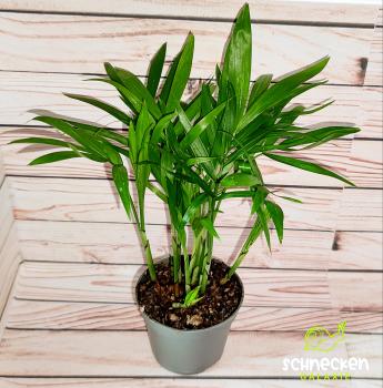 Bergpalme Chamaedorea elegans