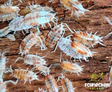 Kubanische Assel Koi porcellionides pruinosus