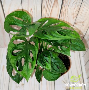 Mini Monstera Adasonii