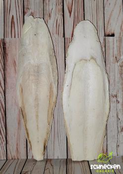 Sepia XXL