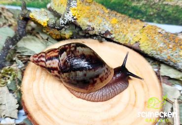 Lissachatina Reticulata  wildfarbend