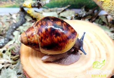 Große Achatschnecke " Archachatina marginata ovum XXL ,,