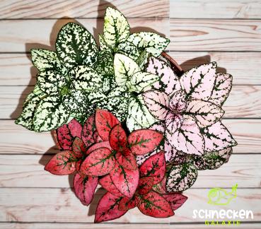 Punktblume ,, Hypoestes phyllostachya "