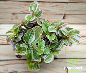 Dreimasterblume hell Tradescantia