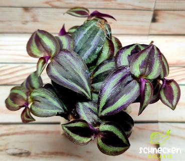 Dreimasterblume dunkel Tradescantia