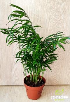 Bergpalme Chamaedorea elegans