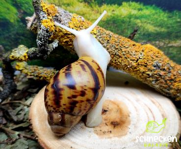 Archachatina marginata ovum albino