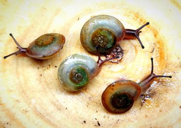 Starterset (Pleurodonte isabella barbados)