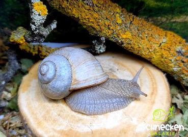  Weinbergschnecke hell " Helix pomatia ,,