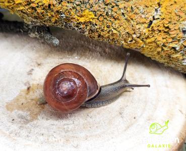 Hain-Bänderschnecke braun-rötlich Cepaea nemoralis