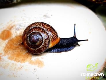 Preview: Gefleckte Schnirkelschnecke mosaik " Arianta arbustorum ,,