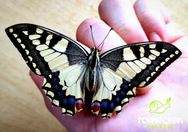 Schwalbenschwanz Papilio machaon