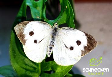 Großer Kohlweißling Pieris brassicae