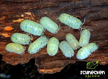 Armadillidium vulgare magic potion