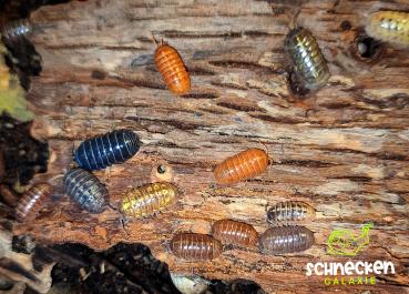 Armadillidium spec. st. Lucia