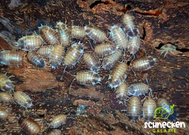 Porcellio laevis Milkback