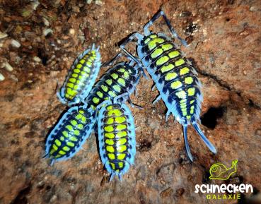 Porcellio haasi high yellow