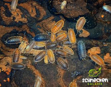 Porcellio scaber rusty