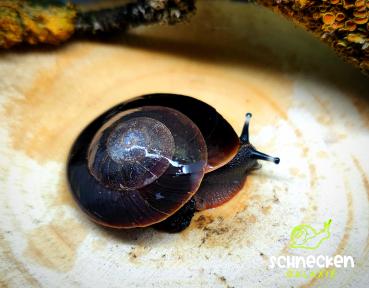 Karibische Landschnecke Caracolus excellens