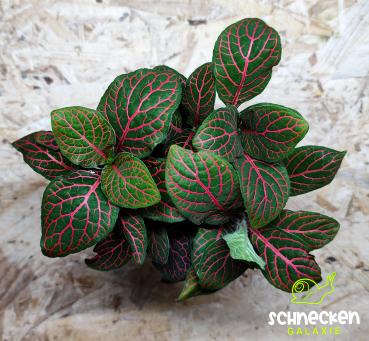 Mosaikpflanze  ,,Fittonia verschaffeltii" rot