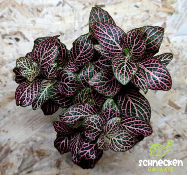 Mosaikpflanze ,, Fittonia verschaffeltii "  rosa