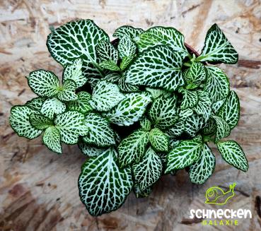Mosaikpflanze ,, Fittonia verschaffeltii " weiß