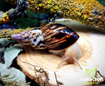 Lissachatina allisa Sansibar