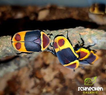 Kongo Rosenkäfer  Pachnoda marginata peregrina 
