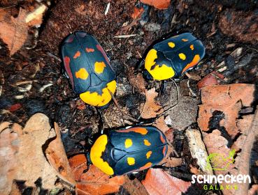 Rosenkäfer Pachnoda iskuulka (Larven)