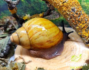 Archachatina marginata ovum Albina